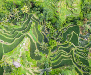 Dramatic overhead view of the stunning Tegallalang Rice Terraces near Ubud in Bali, the famous tropical island in Indonesia in Southeast Asia