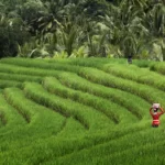 What is “Subak” – Bali’s Cultural Landscape
