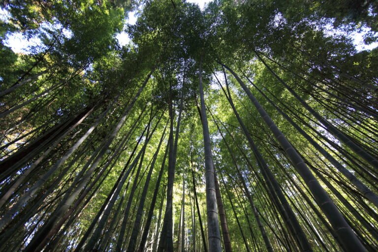 Looking up into a bamboo forest