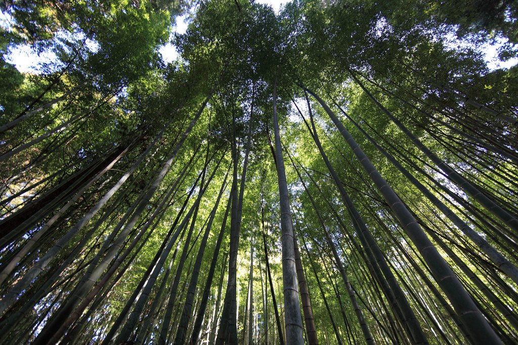 Looking up into a bamboo forest