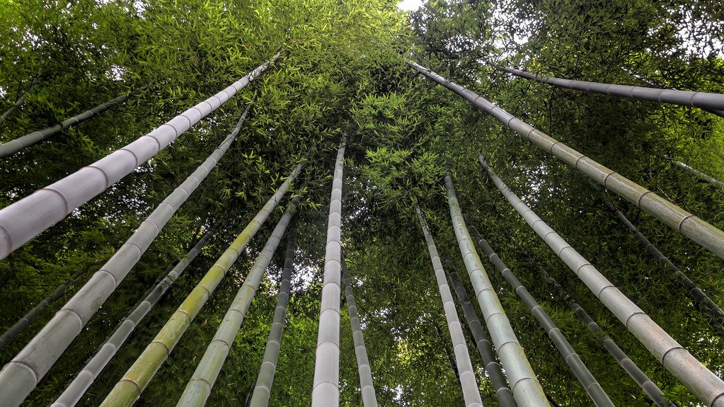Bamboo grove in Bali