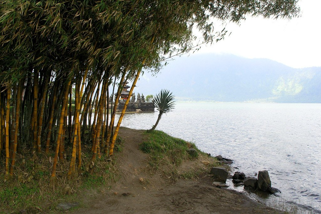 Bamboo by a lake in Bali