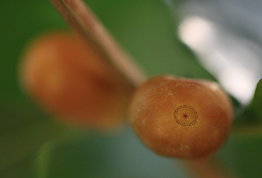 Arabica coffee beans