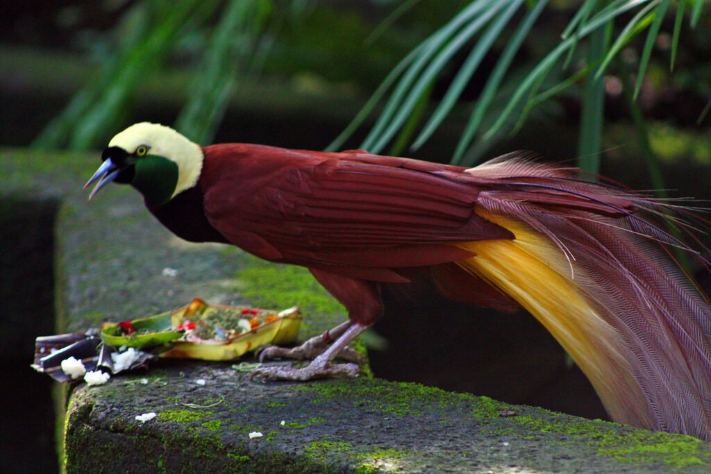 Paradisaea apoda -Bali Bird Park-6