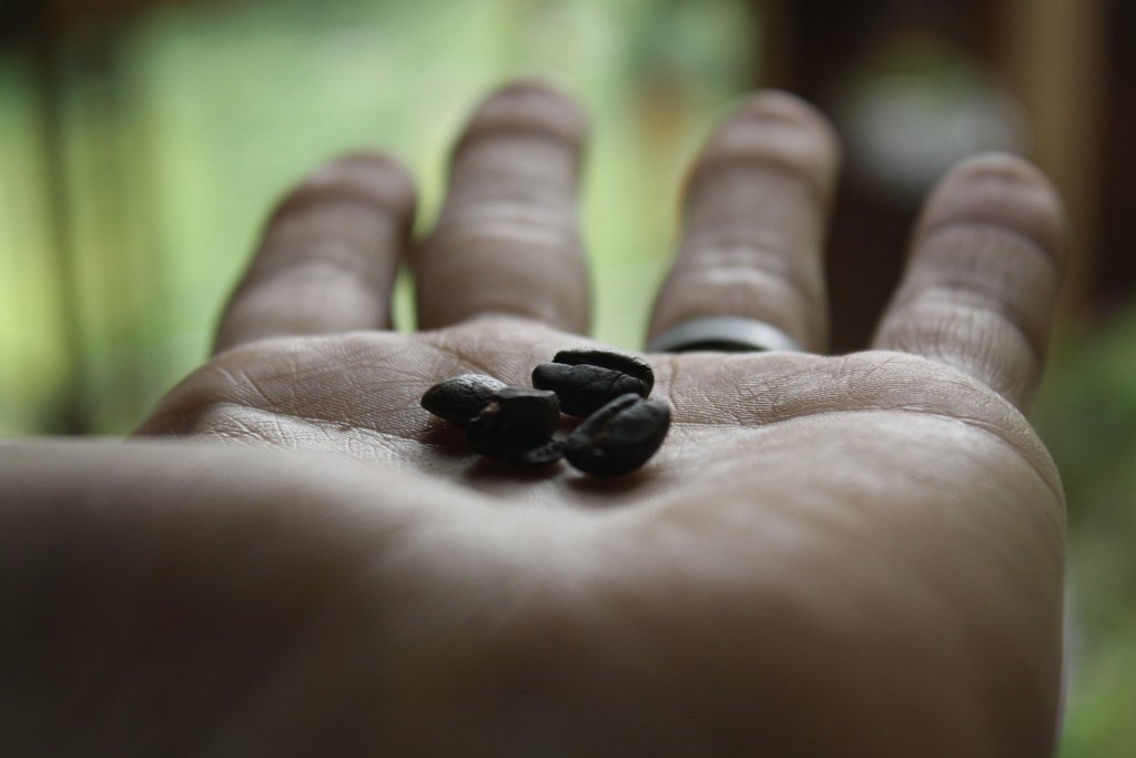 Coffee beans in a hand