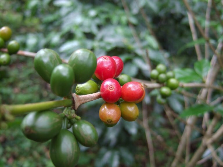 Ripe coffee cherries