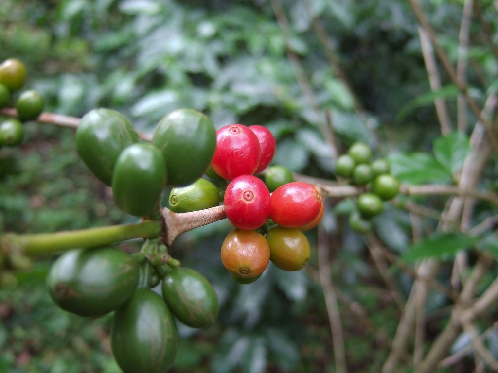 5 Reasons Why Balinese Kintamani Coffee Is Delicious