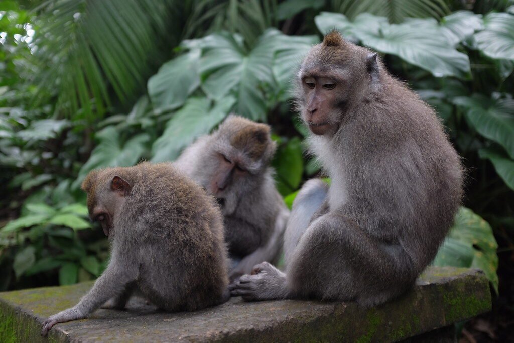 Macaques, Ubud Monkey Forest