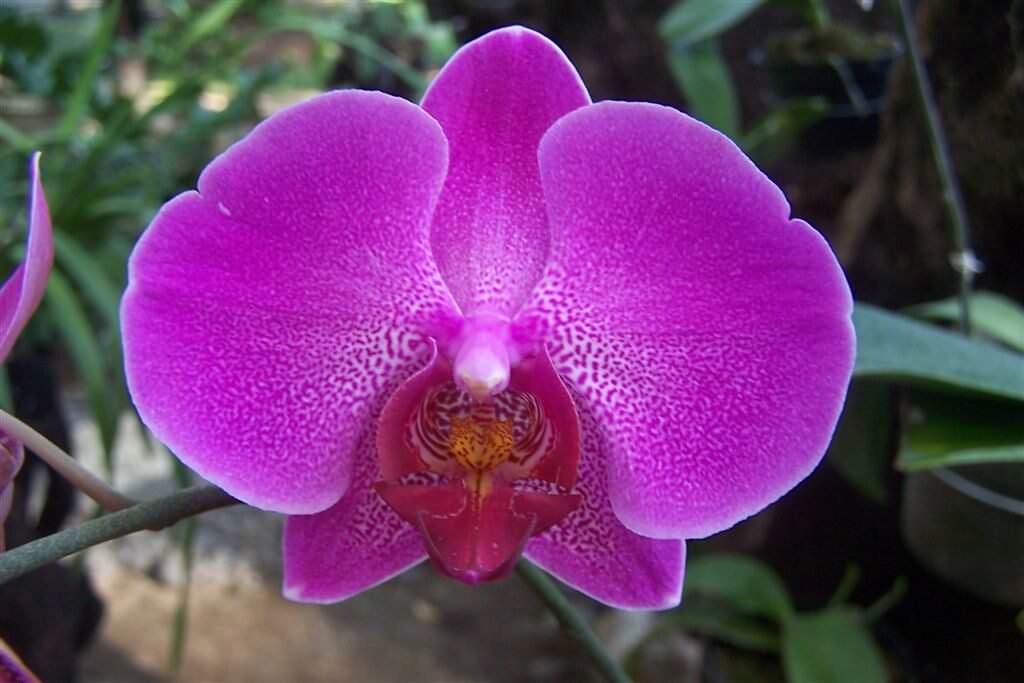 Moon Orchid