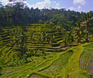 Tegalalang rice terraces, Bali