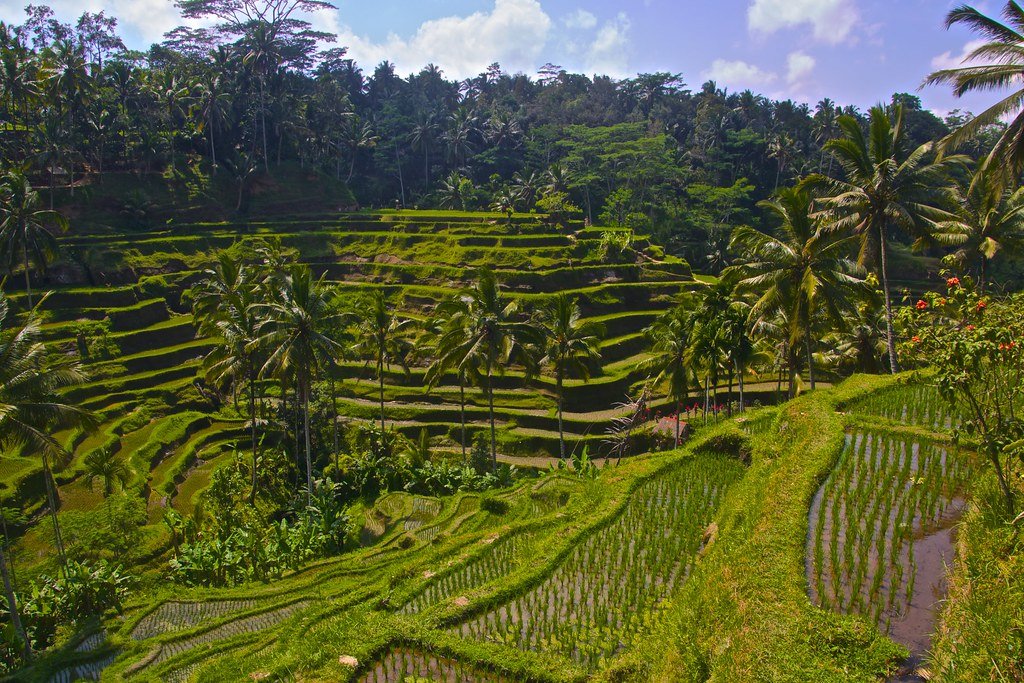 Villages & Rice Fields